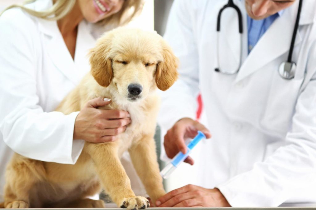 Coronavirus Dogs Treatment - canine covid