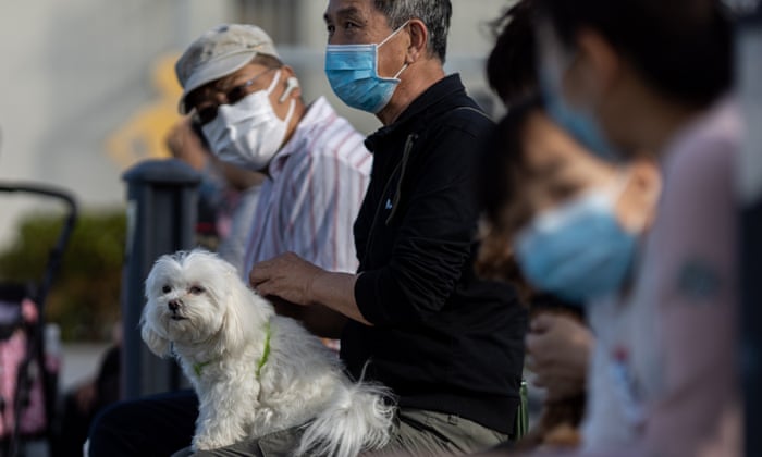 Can Coronavirus In Dogs Spread To Humans