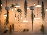 5 Hanging Plants That’ll Make Your Home Look Amazing