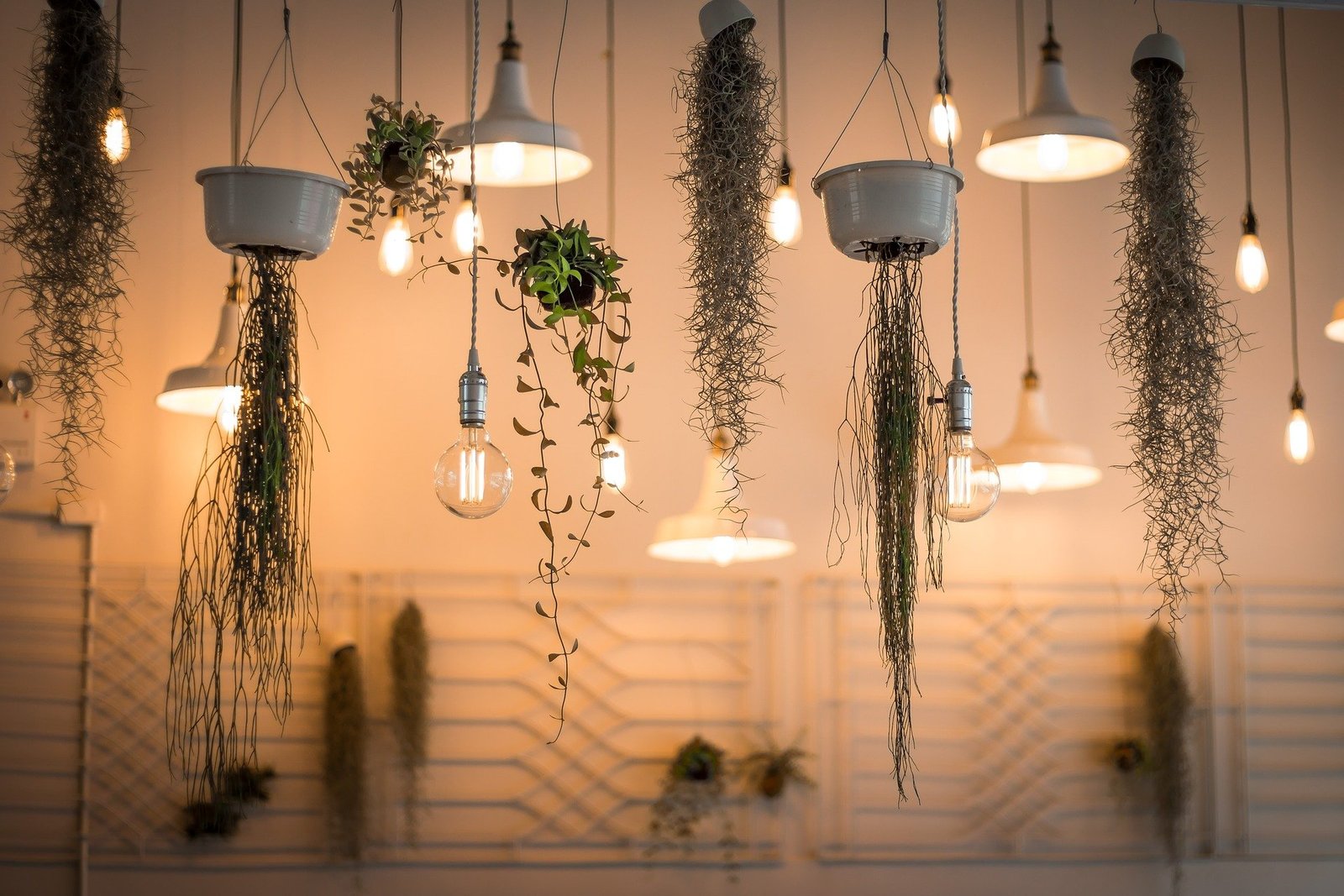 Read more about the article 5 Hanging Plants That’ll Make Your Home Look Amazing
