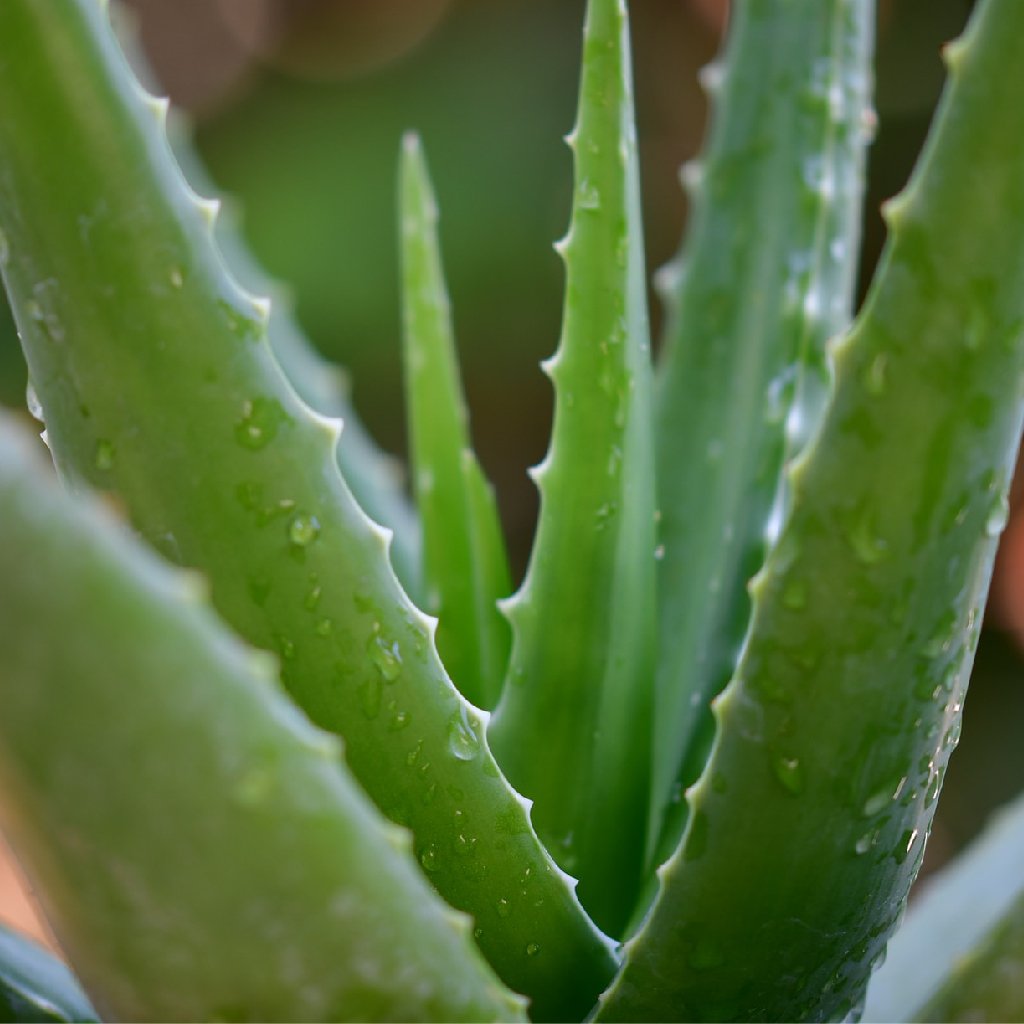 Aloe Vera to prevent hair falling