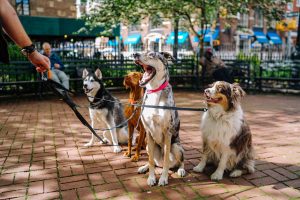 rare dog breeds