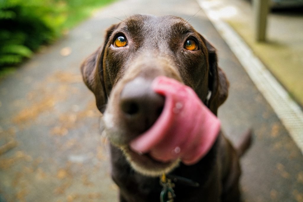 Avocado for dogs