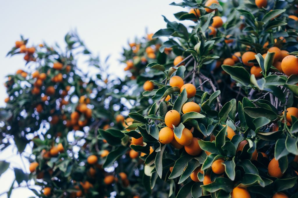 Kumquats fruits