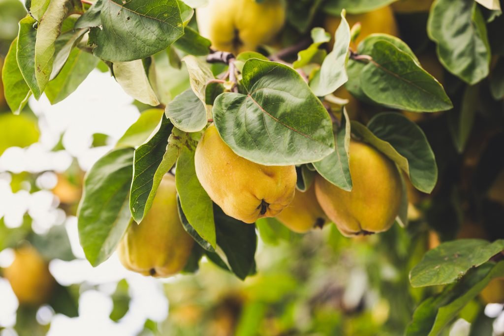 Quinces fruits